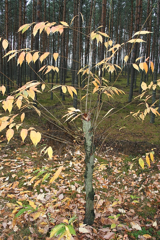 Rostoczek 11.2008 009